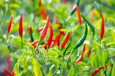 辣椒树能活多少年 一般辣椒树的寿命最高有几年