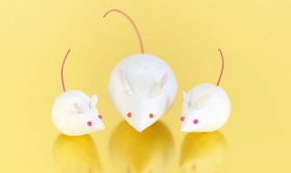 生肖鼠2023年运势详解 生肖鼠2023年运势介绍