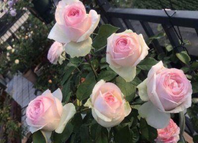 蒙娜丽莎月季是藤本还是灌木 蒙娜丽莎月季属于藤本还是灌木