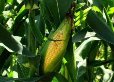 甜玉米种植时间和方法 甜玉米种植时间和收获的季节