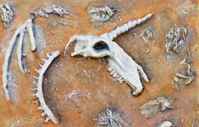 传说中的独角兽是什么动物 与独角兽相近的动物有哪些