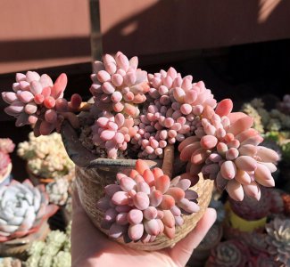 婴儿手指多肉植物的养殖方法 婴儿手指养出状态的经验