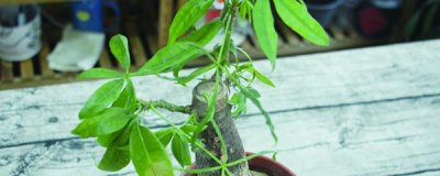 发财树叶子发黄是怎么回事 家里发财树黄叶原因及补救措施