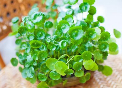 属羊养什么植物旺财运 属羊养什么植物最旺财