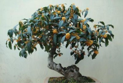 桂花喜欢酸性还是碱性 桂花是属于喜酸性的花卉