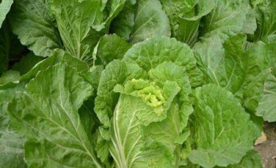 大白菜干烧心的原因及防治方法 白菜烧心的补救方法