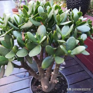 玉树是否有毒适合在屋里养吗 玉树长年在家里养行吗