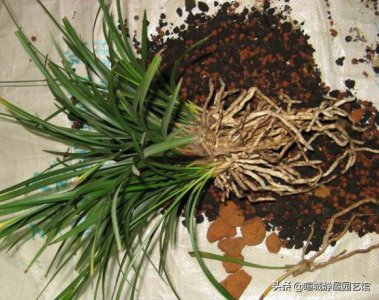 兰花分盆以后就不开花了 移栽后不开花是什么原因造成的