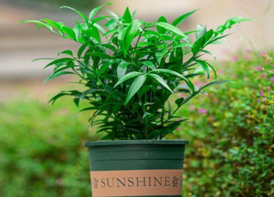 竹柏什么时候分盆最佳 竹柏怎么分盆容易成活