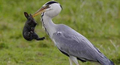 长脖老等是什么鸟 外号叫长脖老等的鸟有什么特征