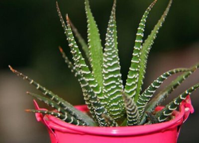 蛇尾兰会开花吗 开花的样子 图片