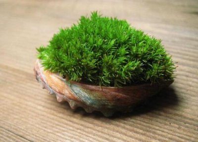 苔藓植物有没有根茎叶的分化 苔藓通常有什么的分化