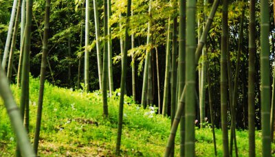 竹子的品质与特点 做人若能学到竹子的精神必定能够成才