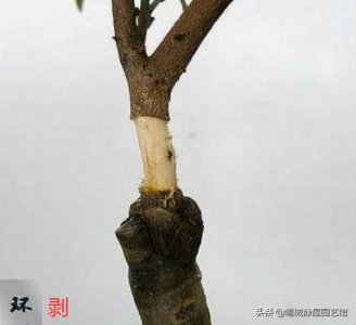 柿子树如何扦插成活 看完就会柿树扦插繁殖生根方法了