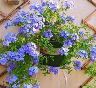 蓝雪花冬天户外会冻死 蓝雪花冬天容易冻伤需这样养护