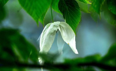 珙桐是什么植物及样子图片 珙桐为什么被称作鸽子树