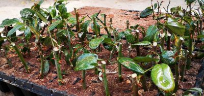 月季花是扦插苗好还是嫁接苗好 月季扦插和嫁接哪个更好