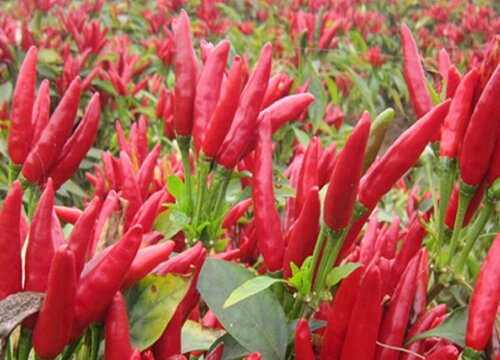 小米椒只开花不结果是怎么回事