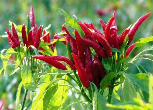 小米椒只开花不结果是怎么回事