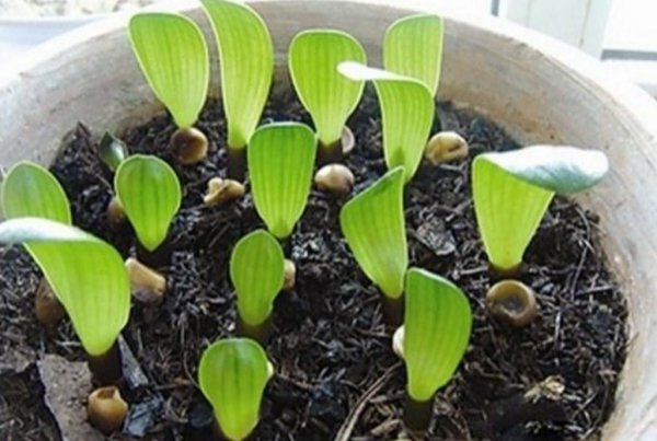 君子兰种子怎么种才能发芽