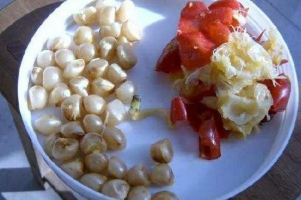 君子兰种子怎么种才能发芽