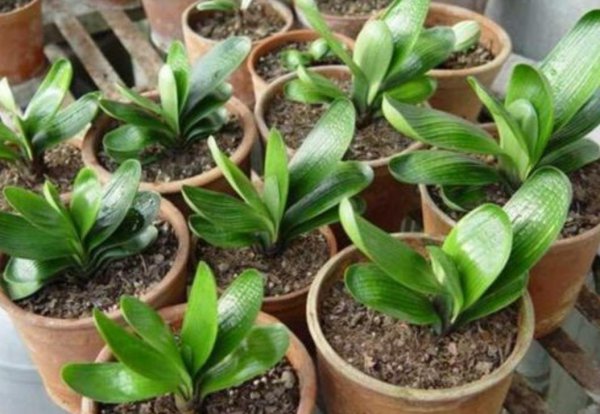 君子兰种子怎么种才能发芽