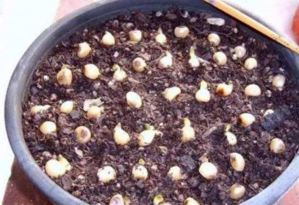 君子兰种子怎么种才能发芽