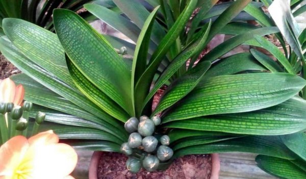 君子兰种子怎么种才能发芽