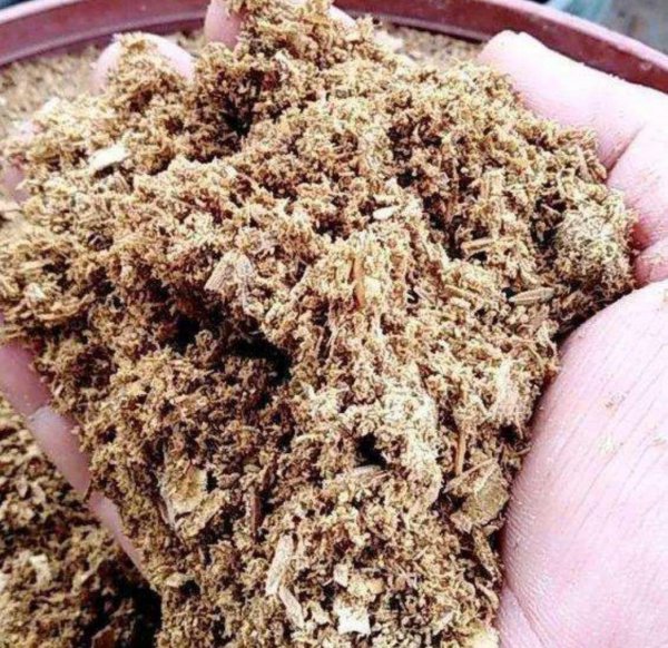 君子兰种子怎么种才能发芽