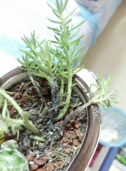 多肉根部腐烂了怎么救