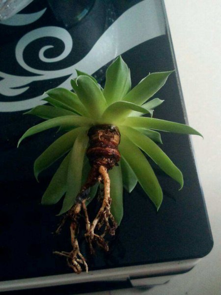 多肉根部腐烂了怎么救