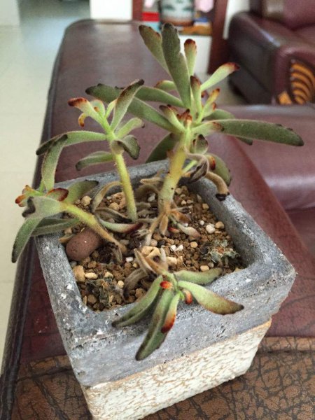 多肉根部腐烂了怎么救