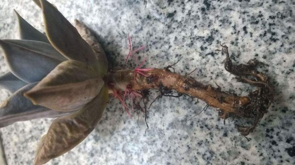 多肉根部腐烂了怎么救