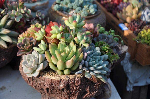 多肉根部腐烂了怎么救