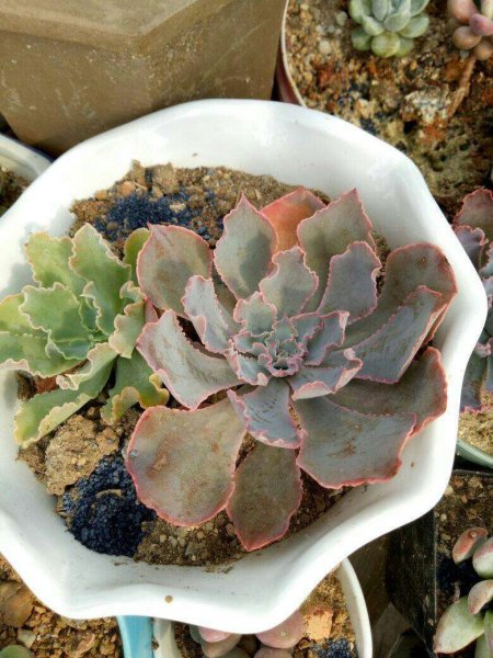 多肉根部腐烂了怎么救