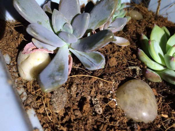 多肉根部腐烂了怎么救