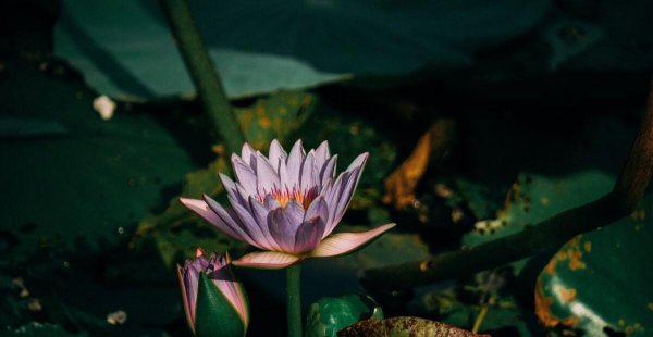 新会区属于哪个市