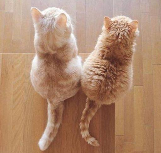 家里养一只猫好还是两只好