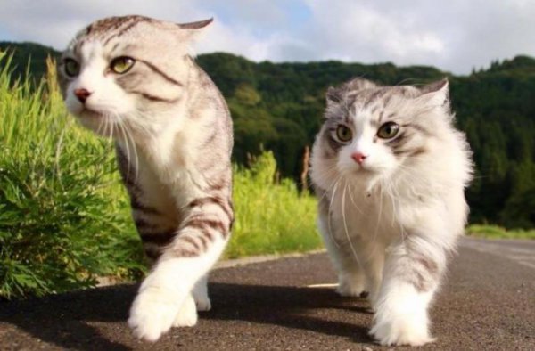 家里养一只猫好还是两只好