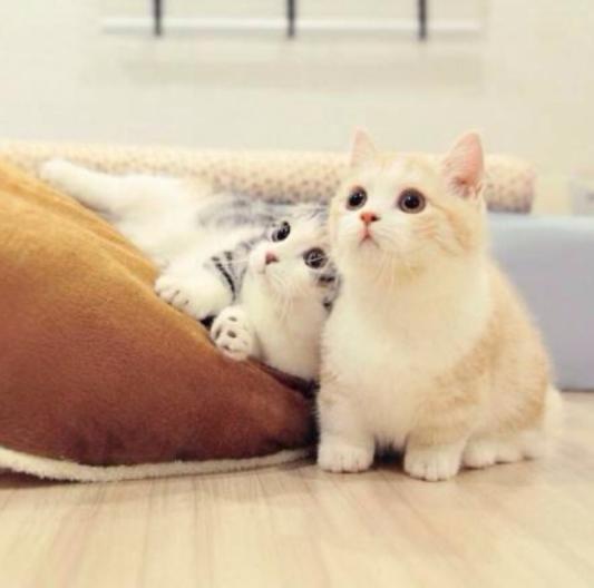 家里养一只猫好还是两只好