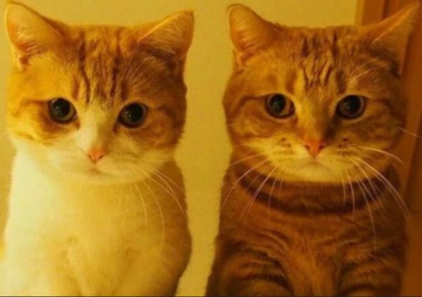 家里养一只猫好还是两只好