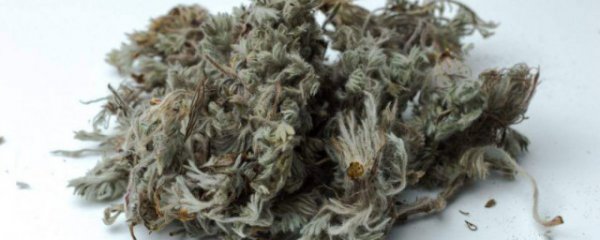 茵陈怎么泡水喝