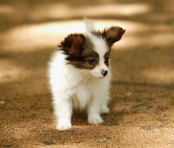 小型犬最聪明的狗排名