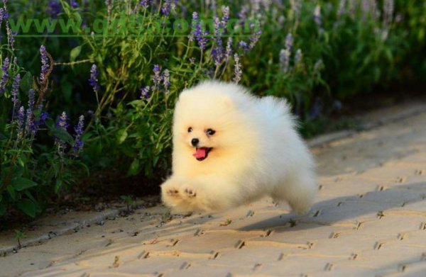 小型犬最聪明的狗排名