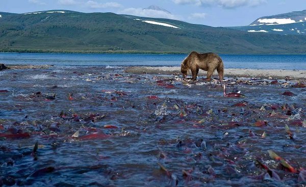 世界上火山最集中的地方在哪里