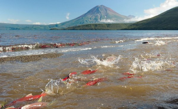 世界上火山最集中的地方在哪里