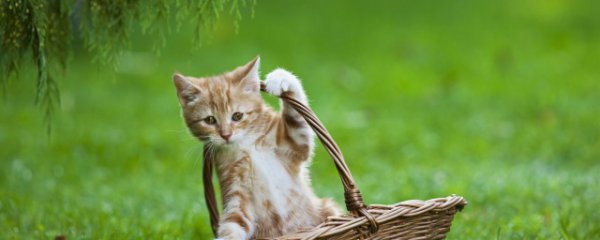 怎么判断猫的公母