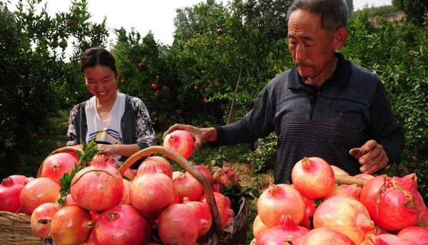 石榴产地哪里的最好