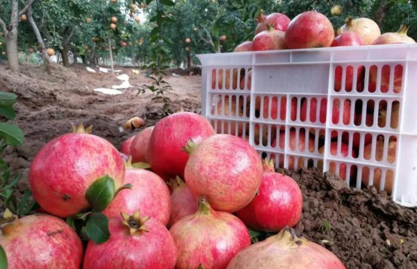 石榴产地哪里的最好