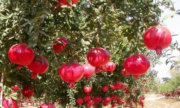 石榴产地哪里的最好